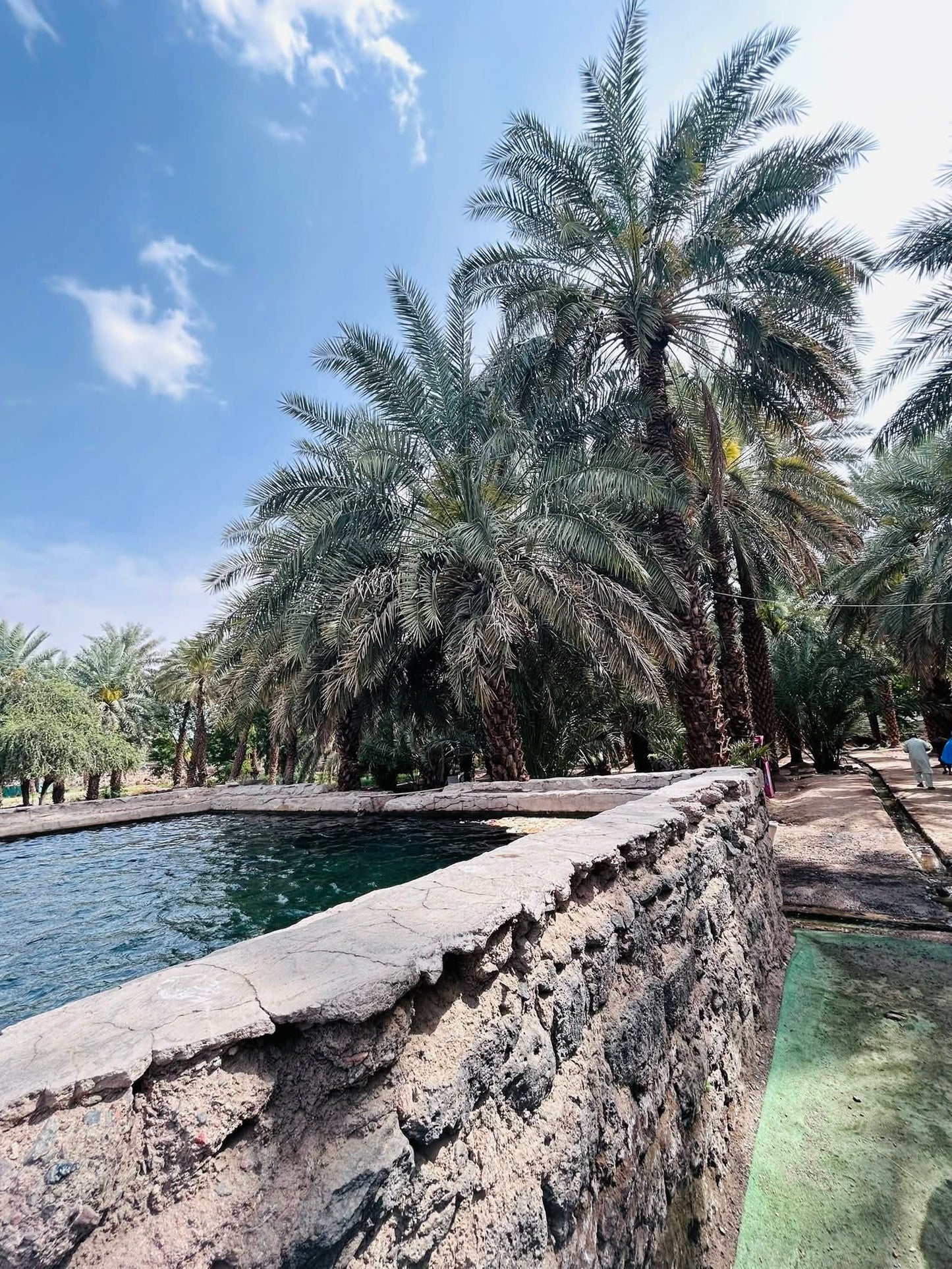 🌴 Ajwa Madina KSA